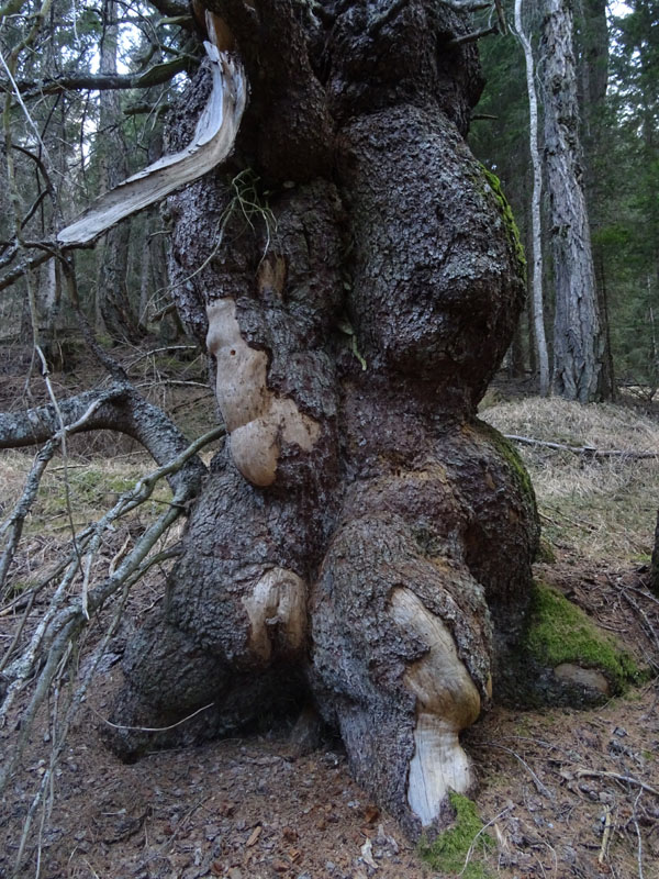 L'' abete di Pal Longa - Brez (TN) - Picea abies